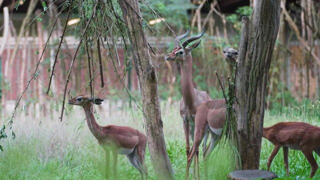 Herd of Gerenuk Gazelle (Litocranius walleri) Grazing Grass in Outdoor Enclosure at Animal Park on Summer Day