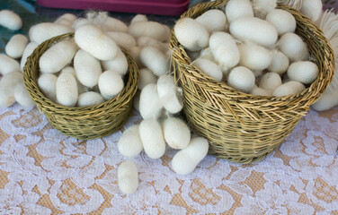 Obraz na płótnie Canvas Lots of white silkworm cocoons in basket