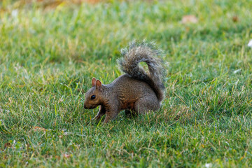 gray squirrel foraging