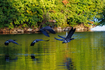 Canadian Geese at Green Lake