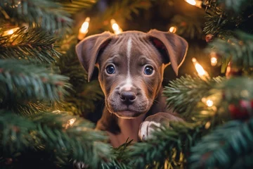 Gartenposter Cute dog puppy in Christmas tree with lights © Firn