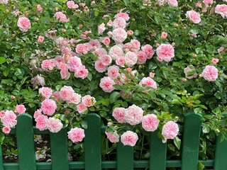 Rose bush with beautiful pink roses flowers blossom in garden.