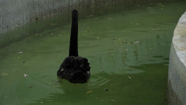 Rear view of Cygnus atratus in water
