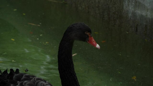 Close view of Cygnus atratus in water
