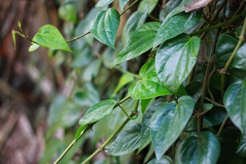 The betel or Piper betle in Sleman, Indonesia. Betel leaf is mostly consumed in Asia, as betel quid or in paan, with Areca nut or tobacco.