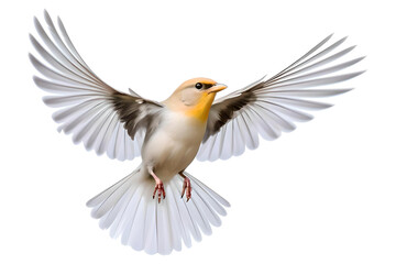 Obraz premium Cute Vivid Flying Bird Isolated On Transparent Background, Generative AI