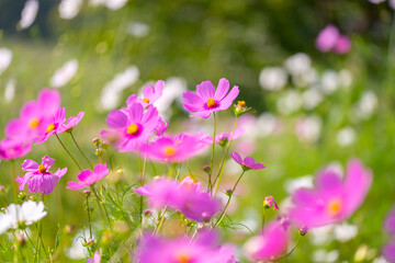 秋の黒姫高原に咲くコスモスの花畑