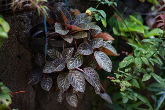 Episcia cupreata is an ornamental plant that comes from the genus Episcia, this flowering plant are in the Gesneriaceae family. ornamental plants
