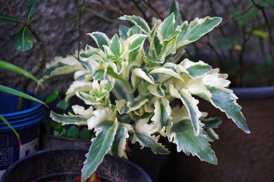 Fresh Bryophyllum pinnatum white green leaf isolated on natural backgroun. Living plants, Magic leaves. Kalanchoe pinnata