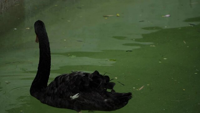 Cygnus atratus swims in water and drinks water
