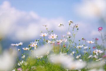 秋の黒姫高原に咲くコスモスの花畑