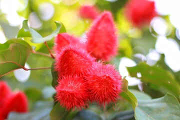 Lipstick plant (Bixa orellana), Achiote, or Annatto.