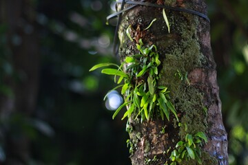The endemic fern Pyrrosia eleagnifolia grows on coconut tree trunks.