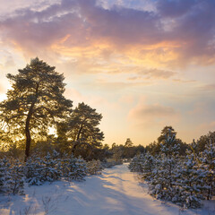 winter snowbound fir tree forest at the sunset