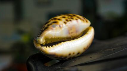 Kuwuk shells are shells used as a medium for playing congklak, or they can be used as table and pool decorations and aquariums, which will beautify your home.