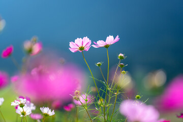 秋の黒姫高原に咲くコスモスの花畑