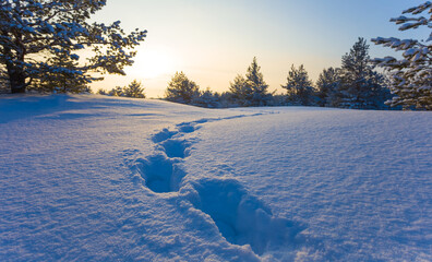winter snowbound fir tree forest  with human track at the sunset