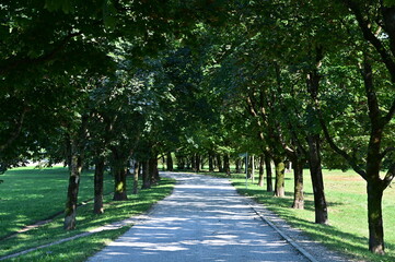 Fototapeta na wymiar A walkway lined with trees on both sides
