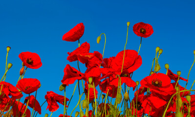 closeup red poppy flowers on blue sky background