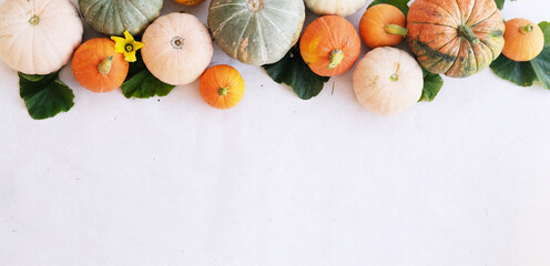 Autumn composition. Colorful pumpkins from the garden, on a white background. Autumn, autumn Halloween concept. Flat plane, top view, place to copy