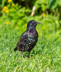 Portrait of a black starling on green grass