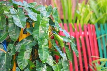 Philodendron burle-marxii is a plant in the genus Philodendron native to South America from...