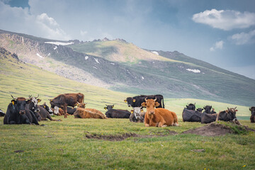 Cows beside Glacier on mountain pass in Kyrgyzstan before Lake Song-Kul (Song-Kol). Height approx. 3500 meters above sea level. The Tian Shan mountains.