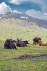 Cows beside Glacier on mountain pass in Kyrgyzstan before Lake Song-Kul (Song-Kol). Height approx. 3500 meters above sea level. The Tian Shan mountains.