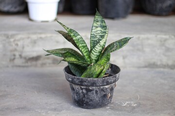 snake plant, mother-in-law's tongue, viper's bowstring hemp, Sansevieria trifasciata, houseplant,...