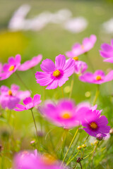 秋の黒姫高原に咲くコスモスの花畑