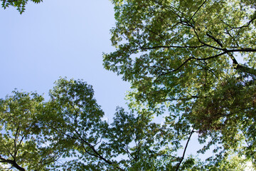 木と青空　trees and blue sky