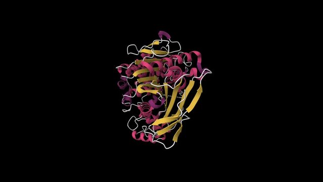 Crystal structure of native recombinant human bile salt activated lipase. Animated 3D cartoon and Gaussian surface model, secondary structure color scheme, PDB 6h0t, black background