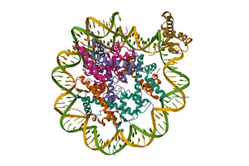 Structure of human Sox2 (light brown) transcription factor in complex with a nucleosome. 3D cartoon model, secondary structure color scheme, PDB 6t7b