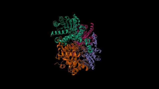 Cryo-EM structure of human kidney betaine-homocysteine methyltransferase. Animated 3D cartoon and Gaussian surface models, chain id color scheme,  PDB 8d45, black background