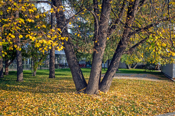 Trees with yellow leaves flying off on an autumn day