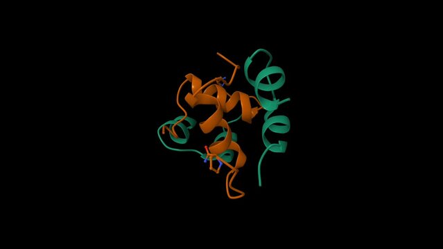 Semi-synthetic highly active analogue of human insulin D-ProB26-DTI- NH2. Animated 3D cartoon and Gaussian surface models, chain id color scheme,  PDB 2wrw, black background