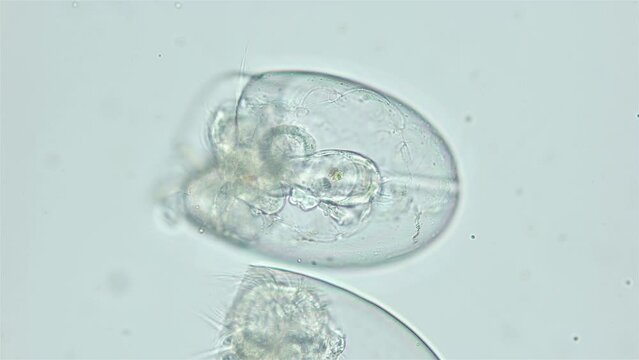 Larva veliger Mollusca Nudibranchia under microscope, family Onchidorididae. Possibly Onchidoris muricata. Movement of food particles in stomach is visible. White Sea