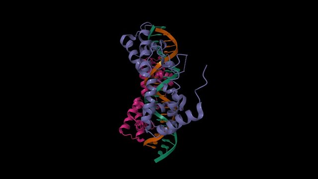 Structure of hepatocyte nuclear factor 1a bound to DNA. Animated 3D cartoon and Gaussian surface models, chain id color scheme,  PDB 1ic8, black background