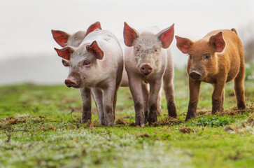 4 different piglets together in front of the camera, close up - Powered by Adobe
