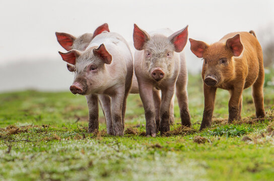 4 different piglets together in front of the camera, close up