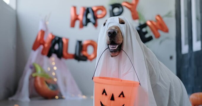 A Halloween dog dressed as a ghost holds a pumpkin-shaped basket for treats in his teeth. Funny Halloween costumes for dogs and pets. Concept of a fun Halloween with a dog.