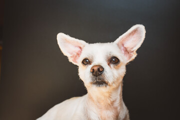 Kleiner weißer Hund