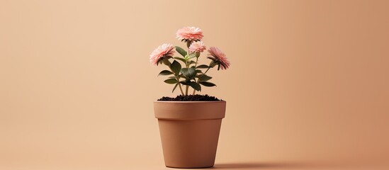 peat pot on a isolated pastel background Copy space