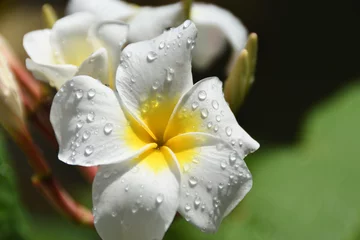 Fotobehang プルメリアの花 © YATA!