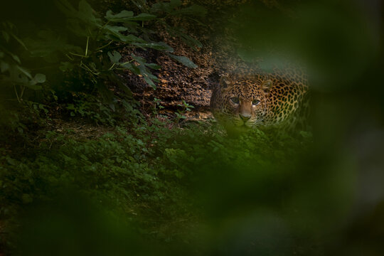 Javan leopard, Panthera pardus melas, in the nature habitat, Java island in Indonesia, Asia. Wild cat hidden in the green vegetatiton, tropic forest. Wildlife nature.