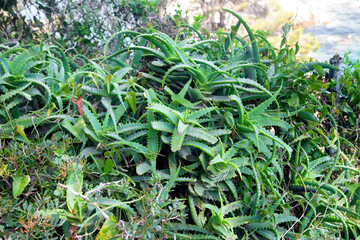 Aloe thickets in the wild