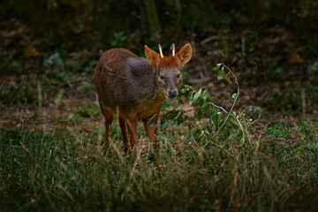Southern pudu, Pudu puda, male the nature habitat, forest in China. Pudu green grass, feeding leaves in the forest, nature wildlife. Small brown Asia deer feeding in the green vegetation.