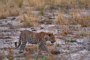 Botswana wildlife. Leopard, Panthera pardus shortidgei, grass walk nature habitat, big wild cat in the nature habitat, sunny day on the savannah, Okavango delta Botswana. Wildlife nature, Africa