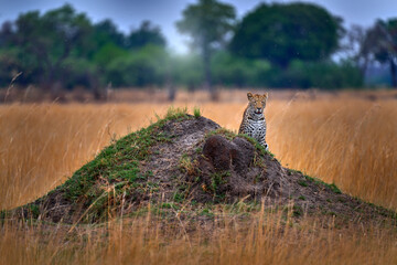 Botswana wildlife. Leopard on the termite mound hill nes, Panthera pardus shortidgei, grass walk...