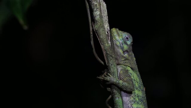 Many-coloured bush anole at night sleeping
